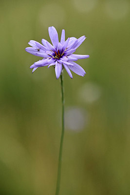 BUITEN BEELD Foto: 346596