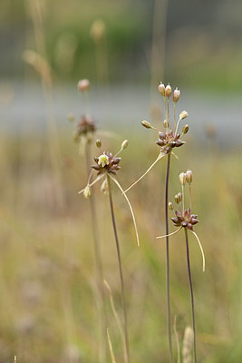 BUITEN BEELD Foto: 346599