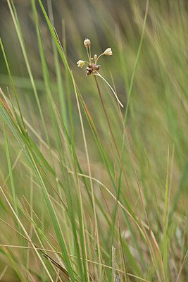 BUITEN BEELD Foto: 346600