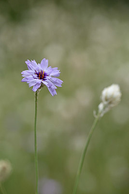 BUITEN BEELD Foto: 346604