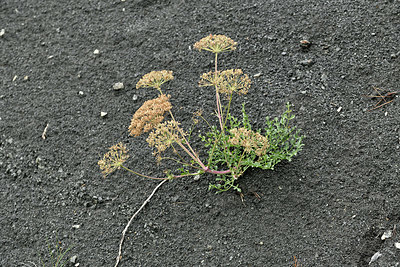 BUITEN BEELD Foto: 346606