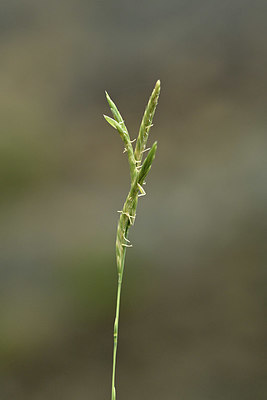 BUITEN BEELD Foto: 346609