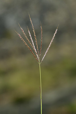 BUITEN BEELD Foto: 346612