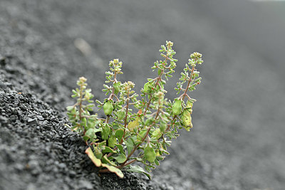 BUITEN BEELD Foto: 346614
