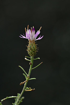 BUITEN BEELD Foto: 346615