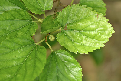 BUITEN BEELD Foto: 346620