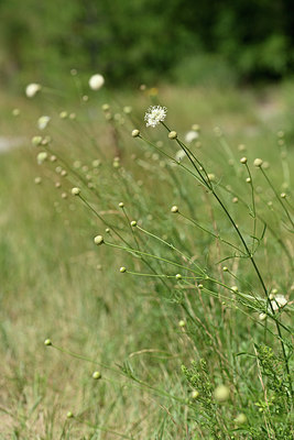 BUITEN BEELD Foto: 346637