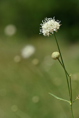 BUITEN BEELD Foto: 346639