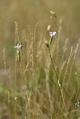 BUITEN BEELD Foto: 346645