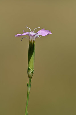 BUITEN BEELD Foto: 346646