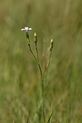BUITEN BEELD Foto: 346647