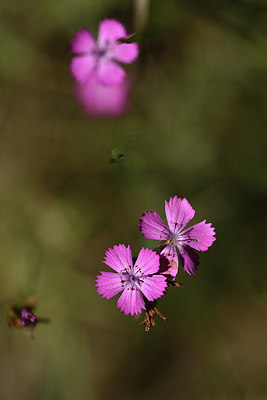 BUITEN BEELD Foto: 346656