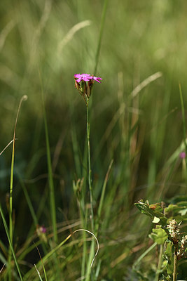 BUITEN BEELD Foto: 346657