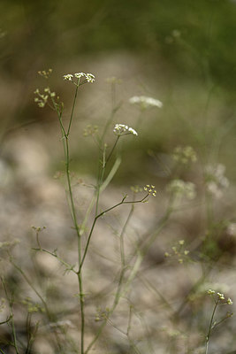 BUITEN BEELD Foto: 346658