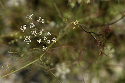 BUITEN BEELD Foto: 346660