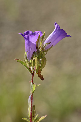 BUITEN BEELD Foto: 346668