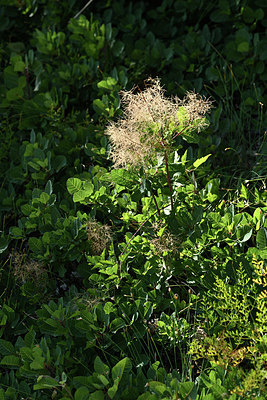 BUITEN BEELD Foto: 346669
