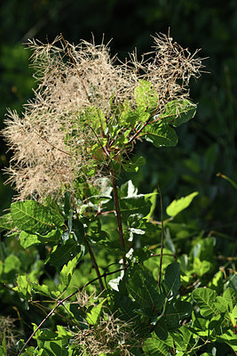 BUITEN BEELD Foto: 346670