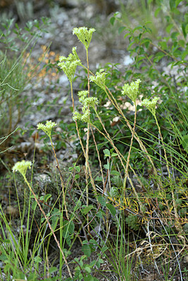 BUITEN BEELD Foto: 346671