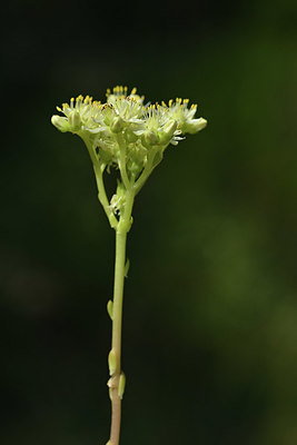 BUITEN BEELD Foto: 346675