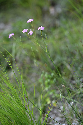 BUITEN BEELD Foto: 346678