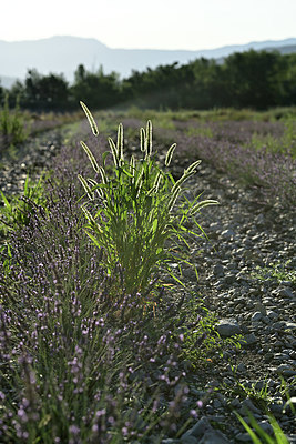 BUITEN BEELD Foto: 346698