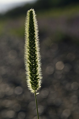 BUITEN BEELD Foto: 346699