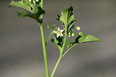 BUITEN BEELD Foto: 346700