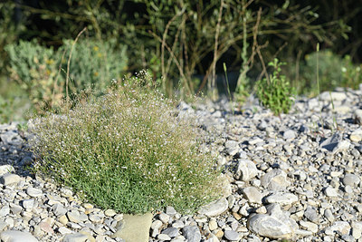 BUITEN BEELD Foto: 346706