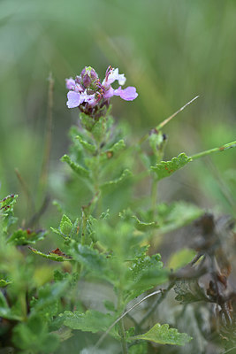 BUITEN BEELD Foto: 346713