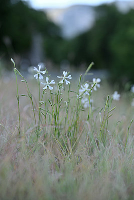 BUITEN BEELD Foto: 346717