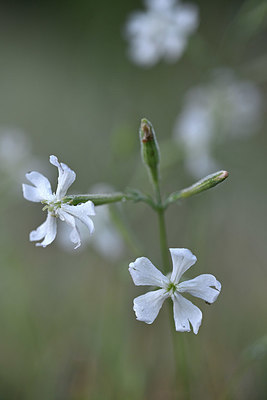 BUITEN BEELD Foto: 346718