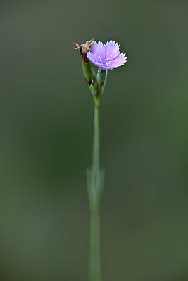 BUITEN BEELD Foto: 346720