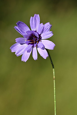 BUITEN BEELD Foto: 346725