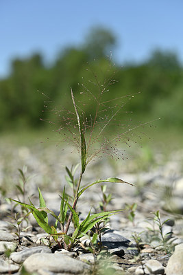 BUITEN BEELD Foto: 346729