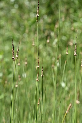 BUITEN BEELD Foto: 346731