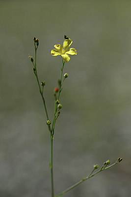 BUITEN BEELD Foto: 346735