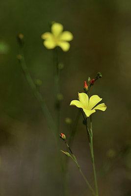 BUITEN BEELD Foto: 346737