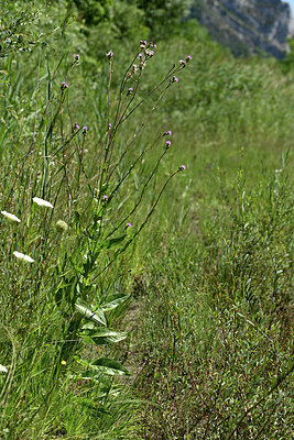 BUITEN BEELD Foto: 346738
