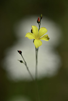 BUITEN BEELD Foto: 346739
