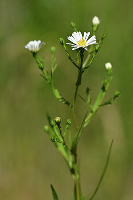 BUITEN BEELD Foto: 346745