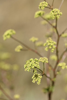 BUITEN BEELD Foto: 346750