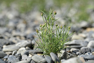 BUITEN BEELD Foto: 346756