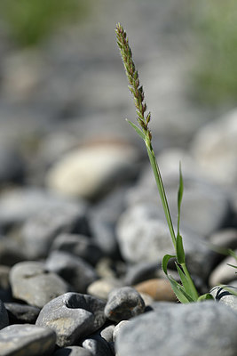 BUITEN BEELD Foto: 346758