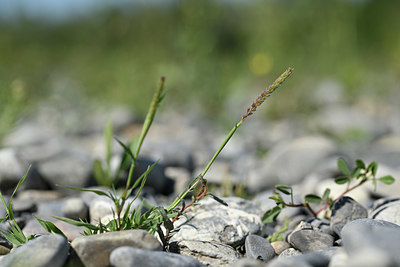 BUITEN BEELD Foto: 346759