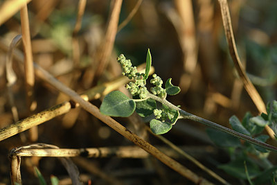 BUITEN BEELD Foto: 346773