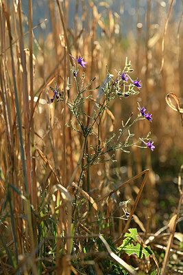 BUITEN BEELD Foto: 346775