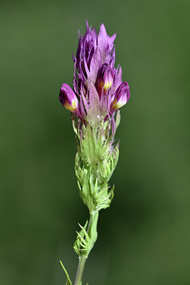 BUITEN BEELD Foto: 346777