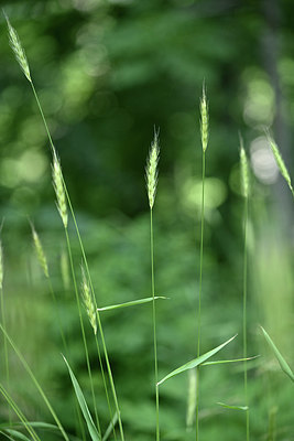 BUITEN BEELD Foto: 346790