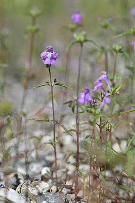 BUITEN BEELD Foto: 346799